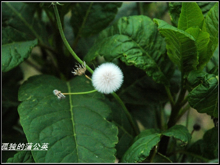 剩下我一个,好孤独呀!