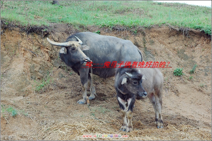 我爱大别山  更爱石油人摄影网