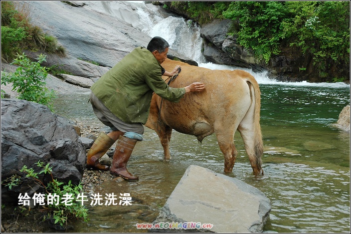 俺拍的老牛洗澡