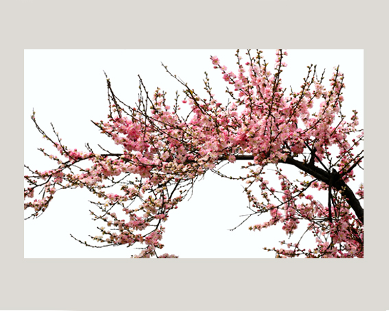 春花