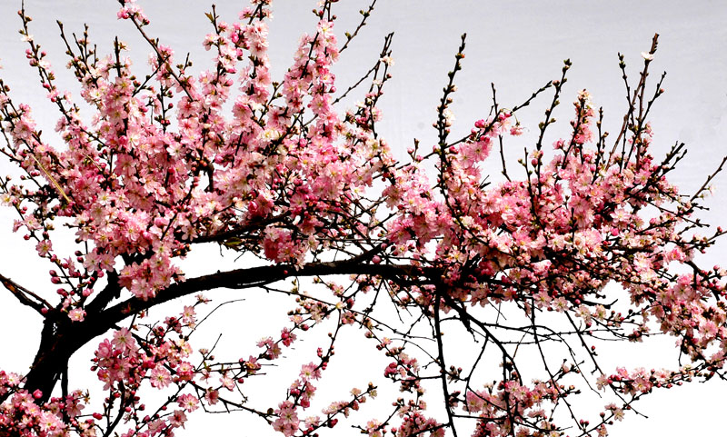 春花