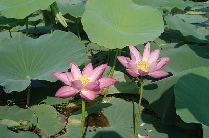 微山湖游记