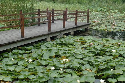 微山湖游记