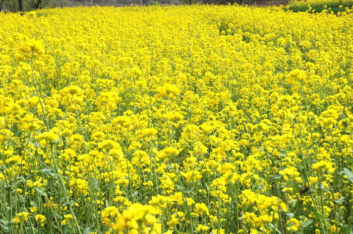 [原创]油菜花香