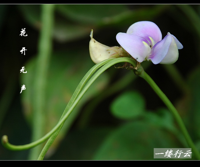 小花