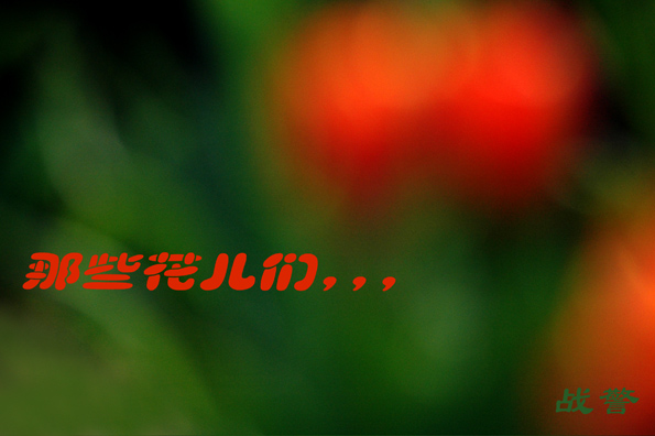 那些花儿们，，，