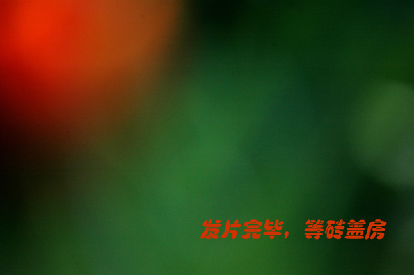 那些花儿们，，，