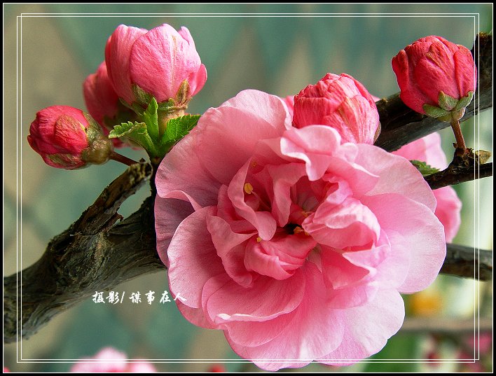 春 桃 一 片 花 如 海, 千 树 万 树 迎 风 开 [