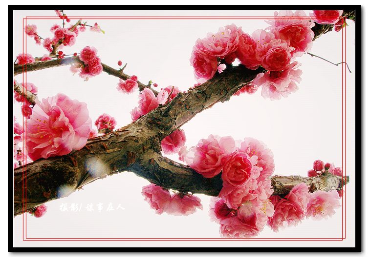 春 桃 一 片 花 如 海, 千 树 万 树 迎 风 开 [