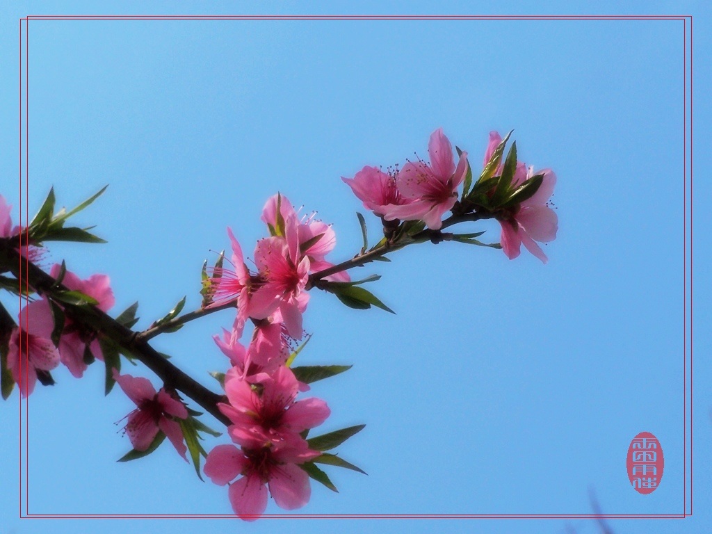 [原创]桃花无语！！！