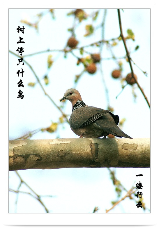 树上停只什么鸟