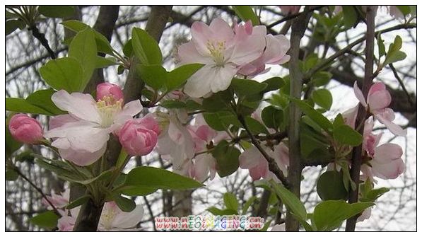 花朵