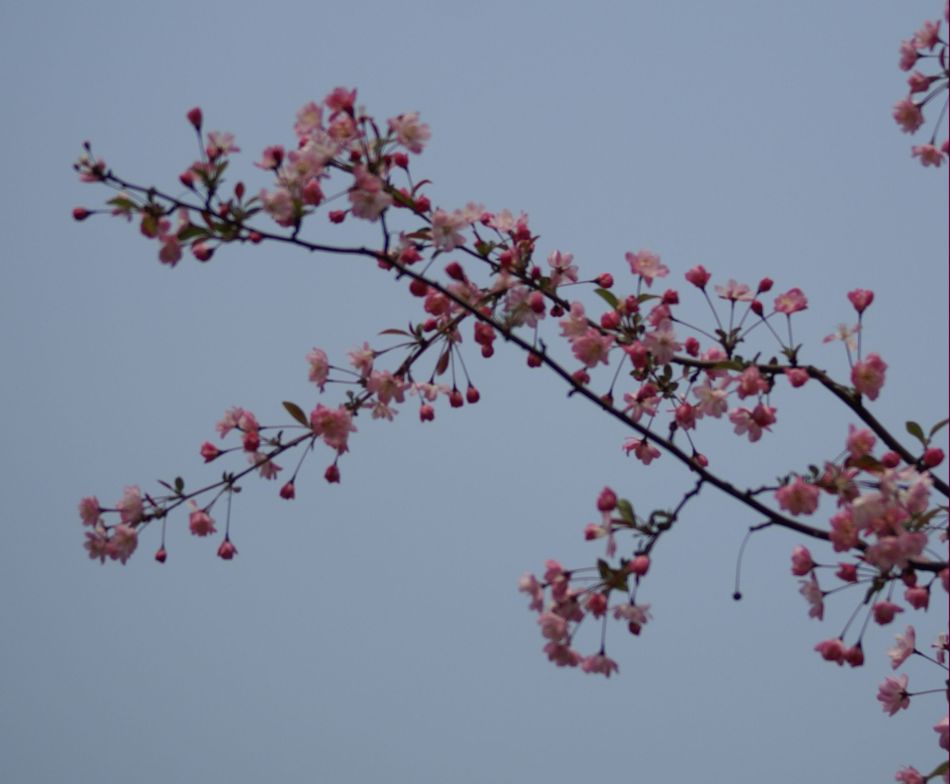 花儿朵朵
