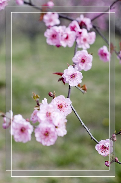 百花争艳