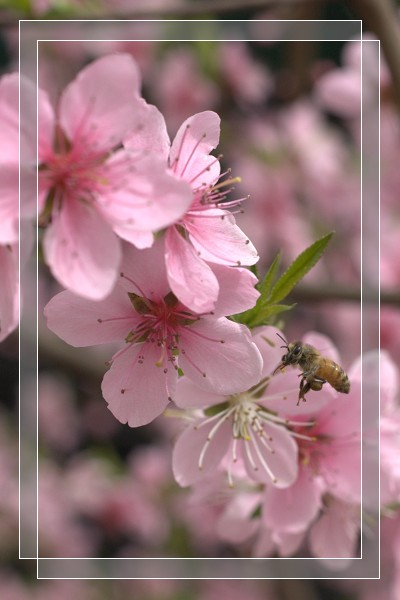 百花争艳
