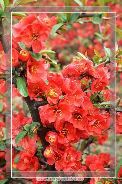 百花争艳
