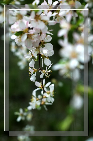 百花争艳