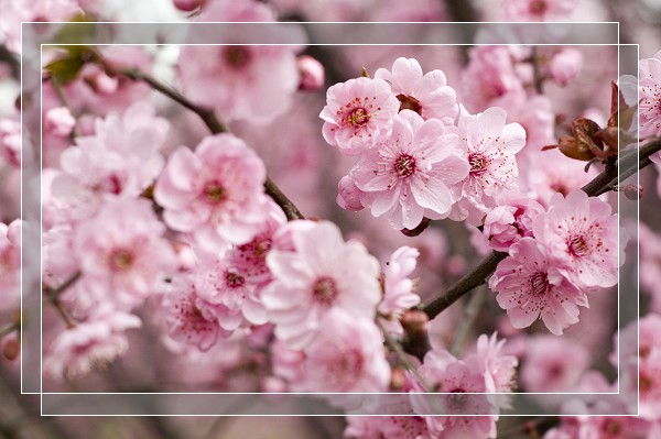 百花争艳