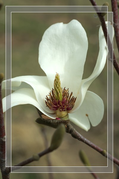 百花争艳