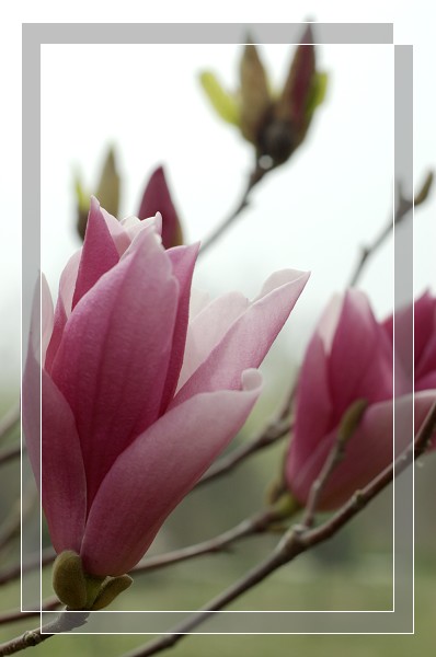 百花争艳
