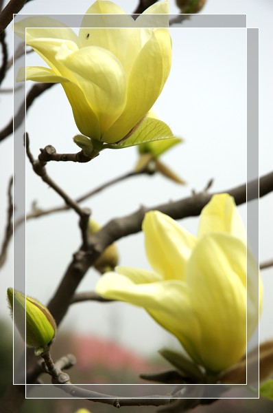 百花争艳