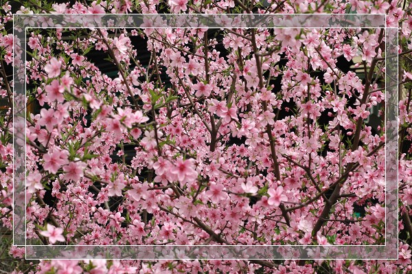 百花争艳