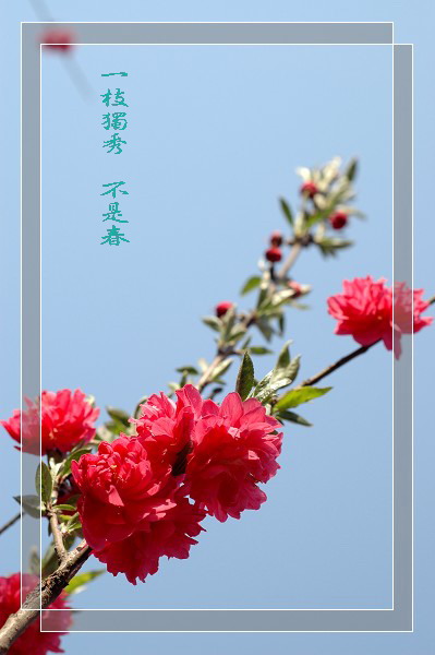 百花争艳