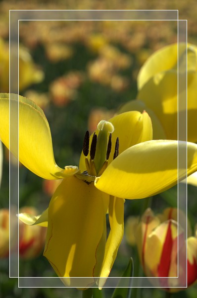 百花争艳