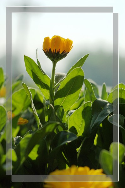 百花争艳