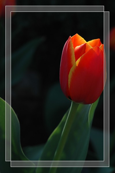 百花争艳