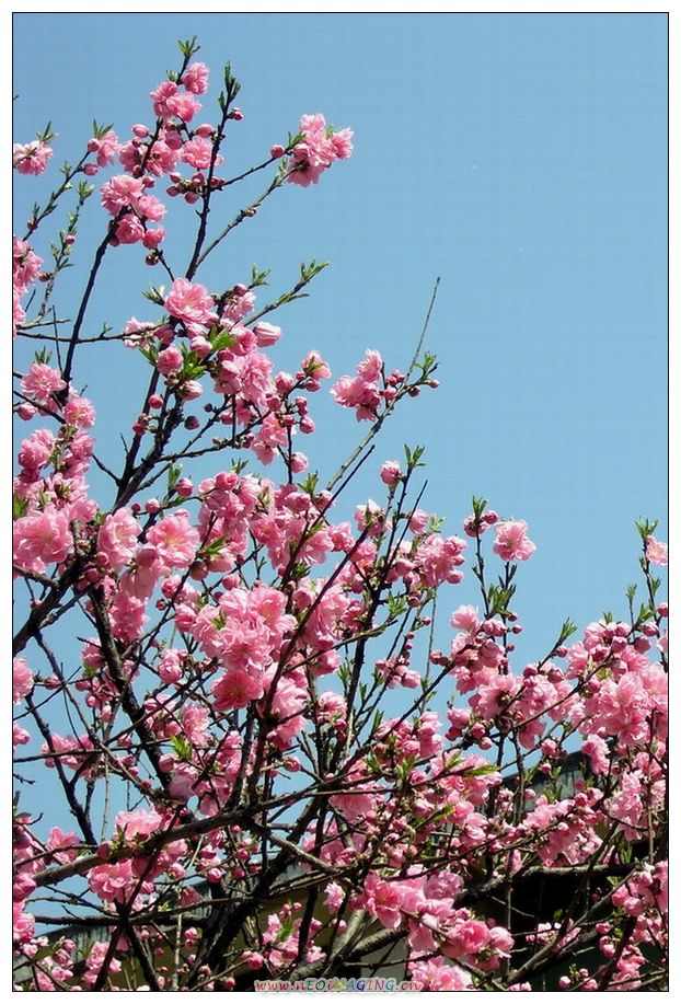 这里花开静悄悄