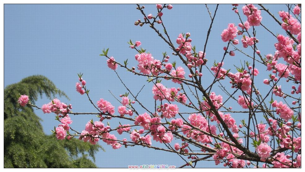 这里花开静悄悄
