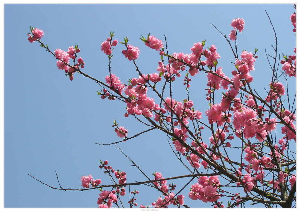 这里花开静悄悄