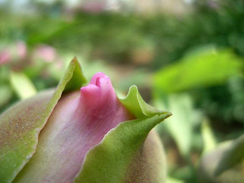 花蕾