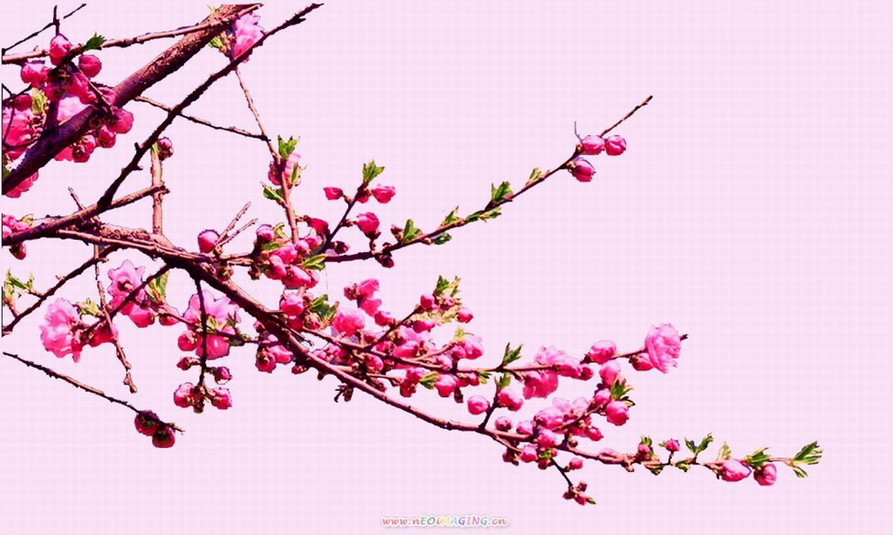 争芳吐艳