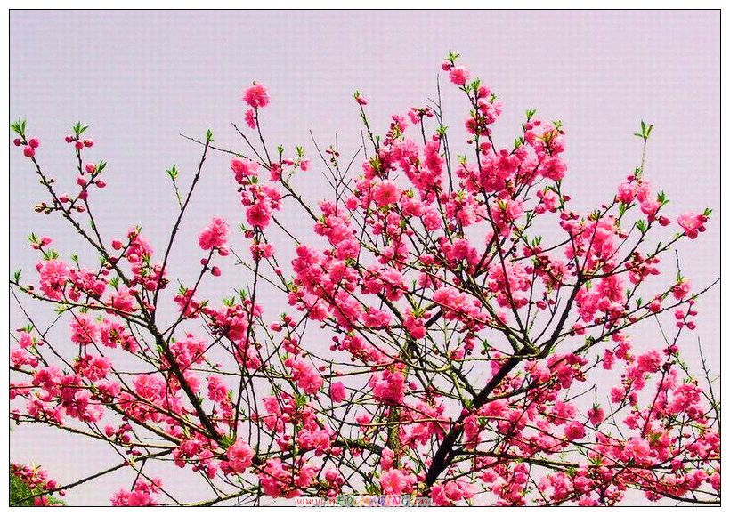 锦上添花