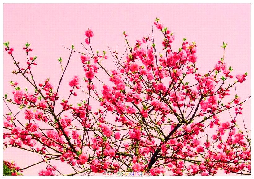 锦上添花