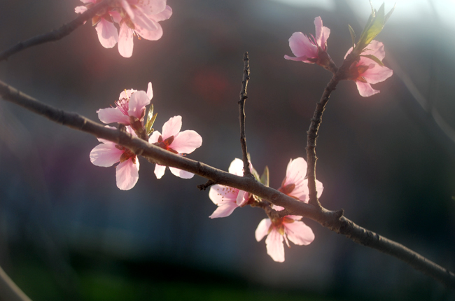 [原创]花卉一组