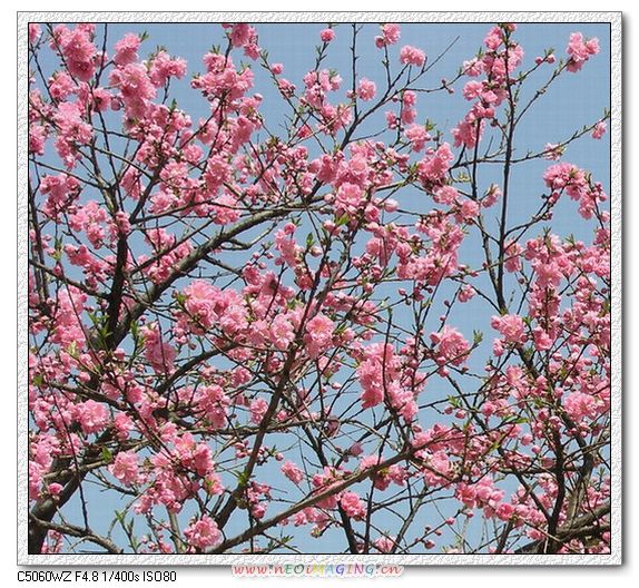 这里花开静悄悄