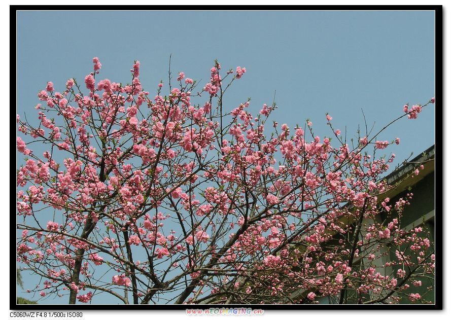 这里花开静悄悄