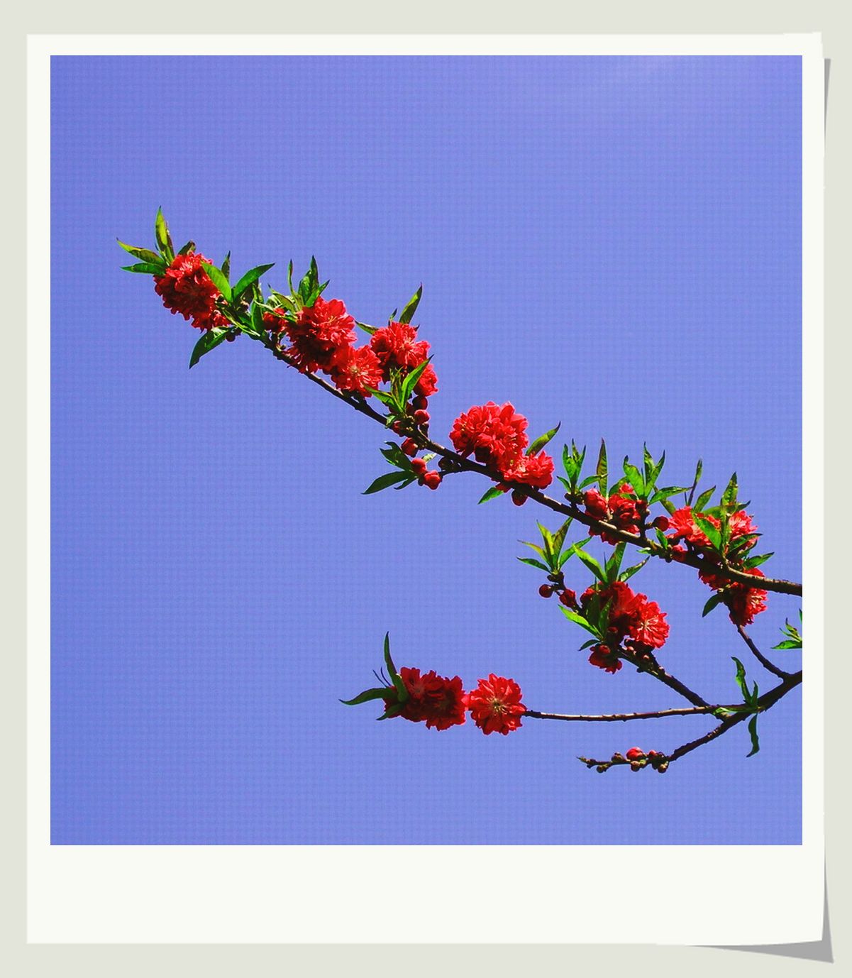 这里花开静悄悄