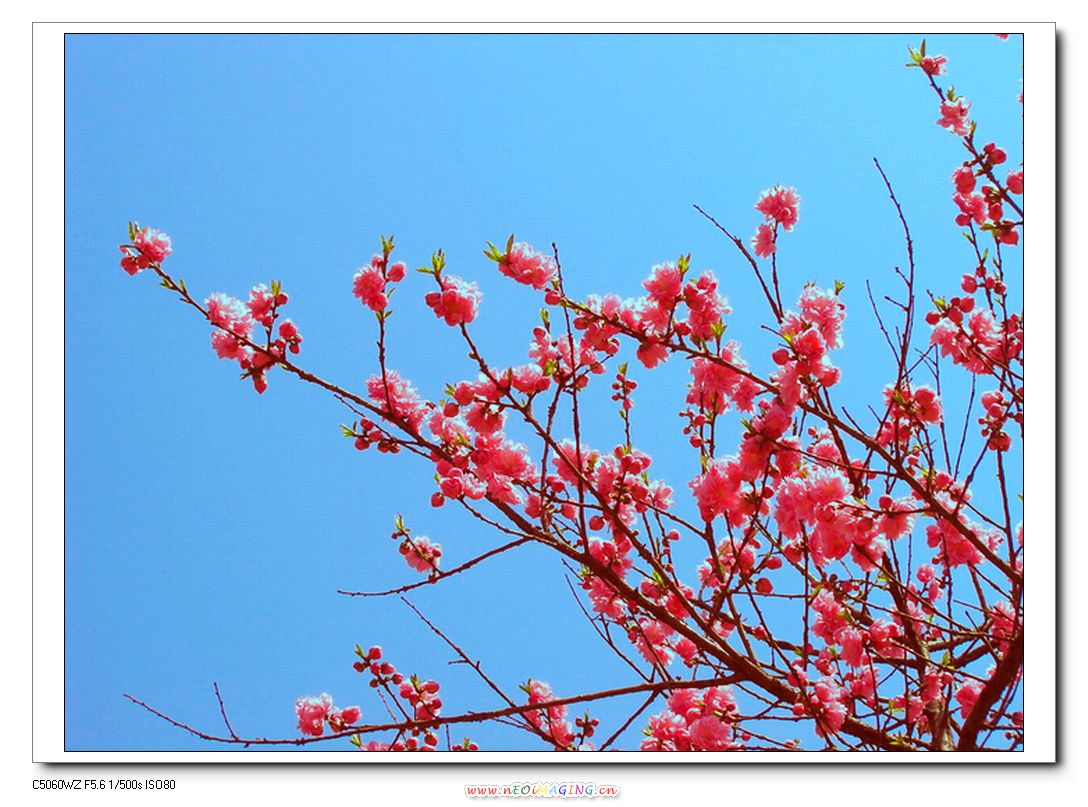 这里花开静悄悄