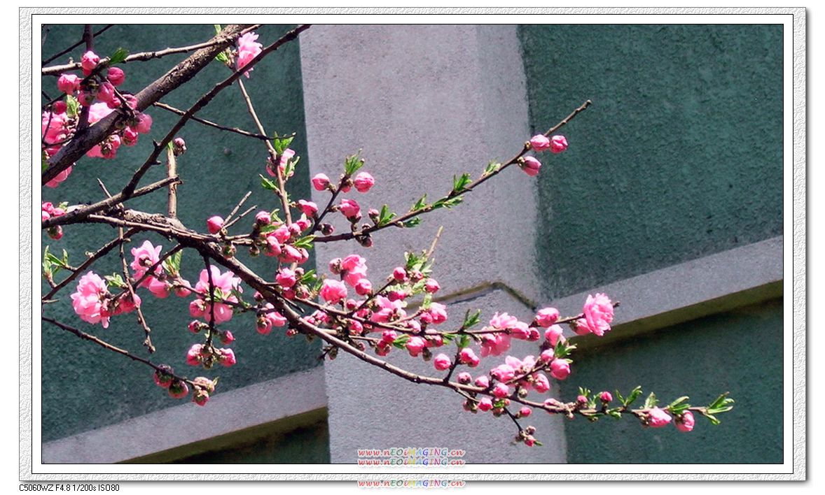 这里花开静悄悄