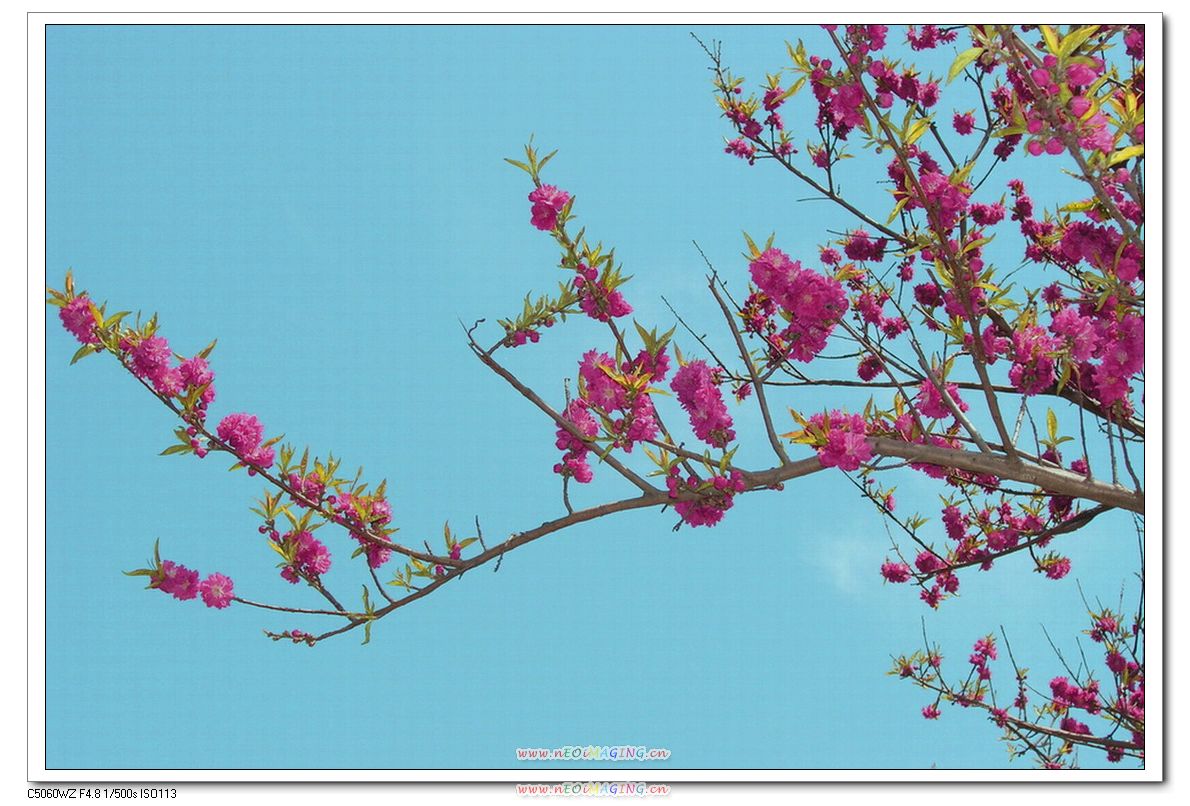 这里花开静悄悄