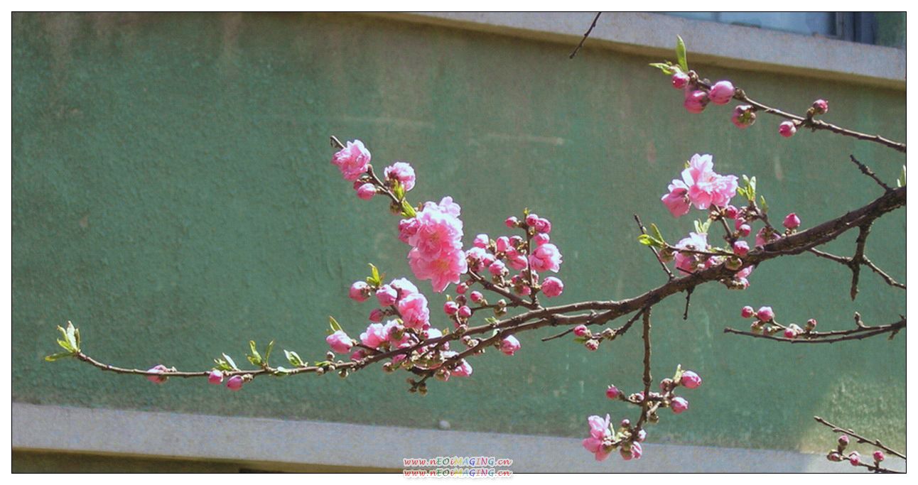 这里花开静悄悄