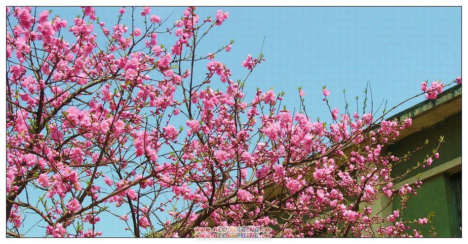 这里花开静悄悄