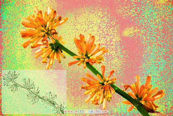 巴西木开花－附：红花与绿叶