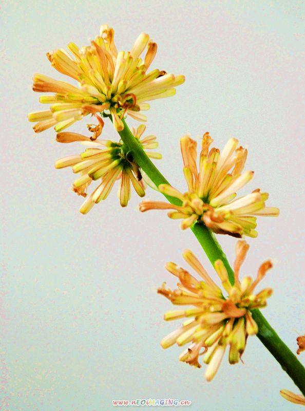 巴西木开花了－－附：红花与绿叶