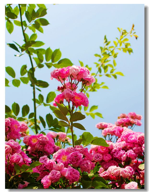 巴西木开花了－－附：红花与绿叶