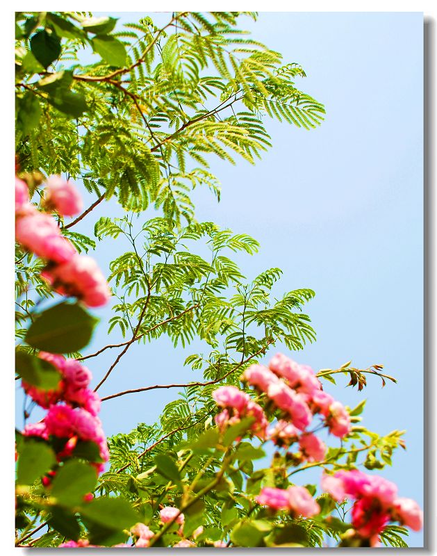 巴西木开花了－－附：红花与绿叶